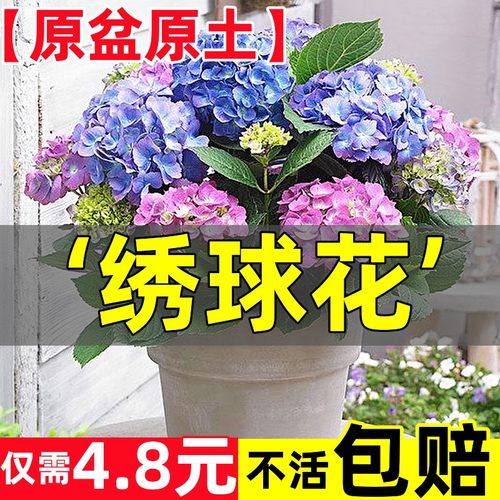 【5.8元】原土原盆绣球花盆栽