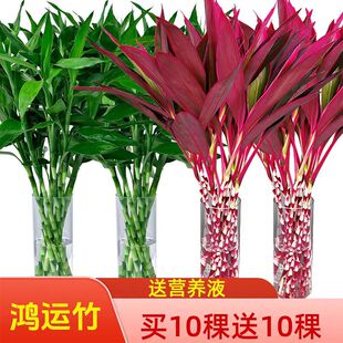 紫竹鸿运当头富贵竹水培植物粗杆带根客厅招财竹子室内好养活花卉