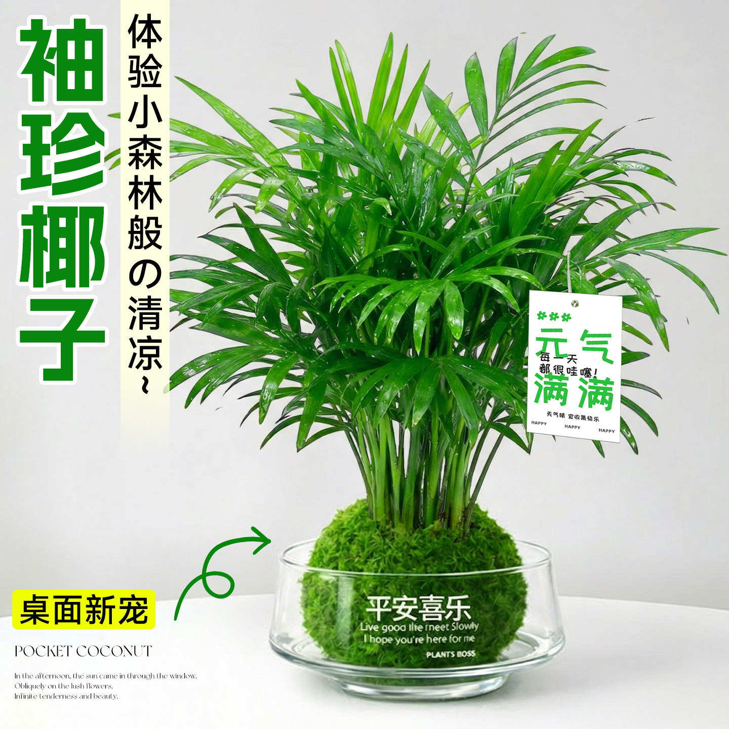 水培袖珍椰子小盆栽室内办公室桌面绿植物招财盆景富贵椰四季好养