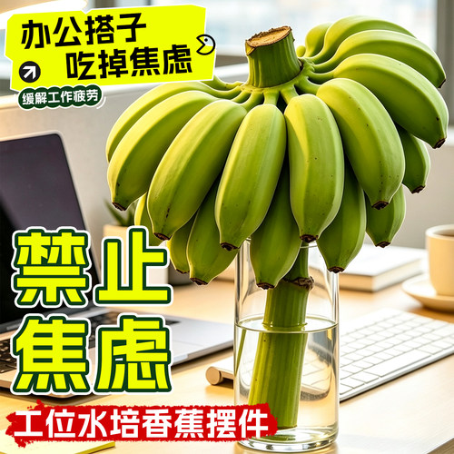 工位水培香蕉摆件禁止焦绿水培蕉