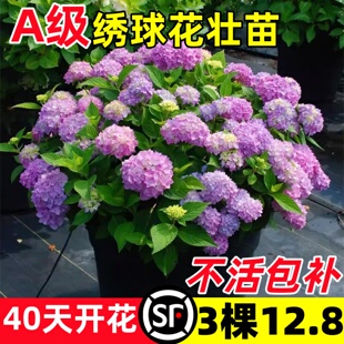 绣球花苗四季开花阳台植物无尽夏好养的花不断盆栽花卉室内易养活