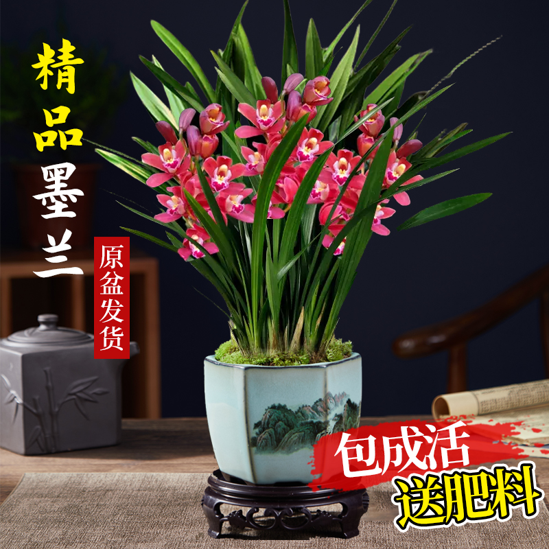 浓香兰花盆栽墨企黑报岁宽叶