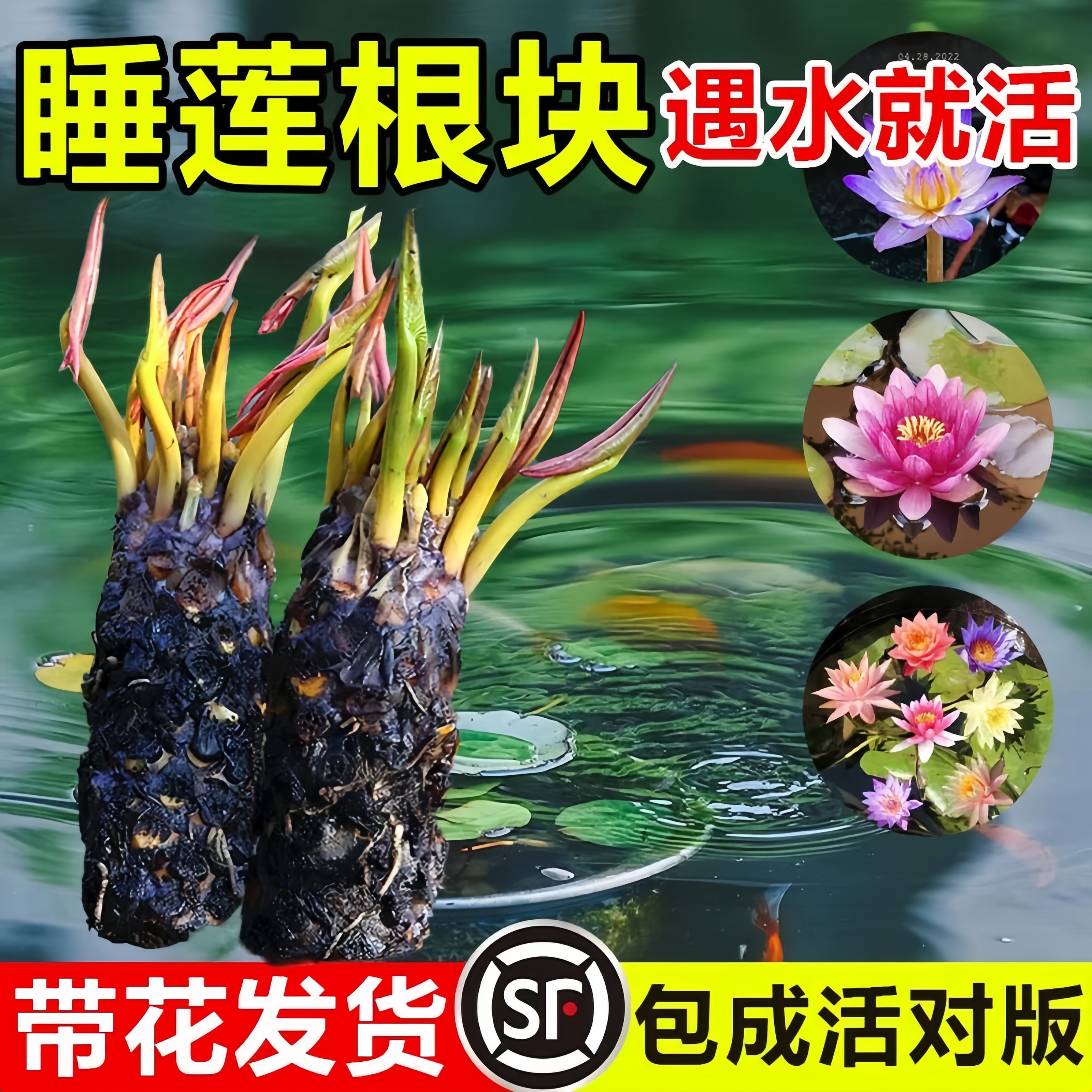 睡莲水培植物四季开花鱼缸池塘荷花盆栽水养根块带花苞大碗莲种子