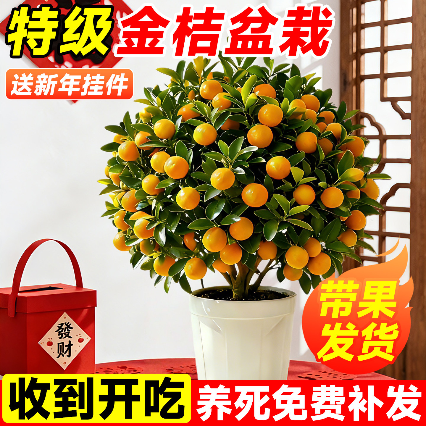 金桔树盆栽可食用带果四季桔客厅室内外小橘子盆景年宵花绿植好养,鲜花速递/花卉仿真/绿植园艺,果树,淘宝优惠券,粉丝福利购,淘宝优惠卷