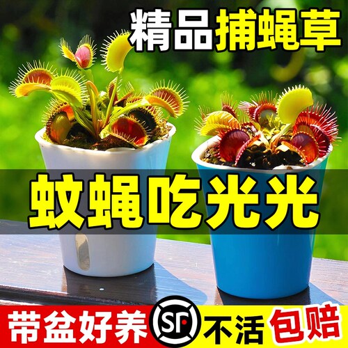 趣味捕蝇草食虫植物超好养爆成活