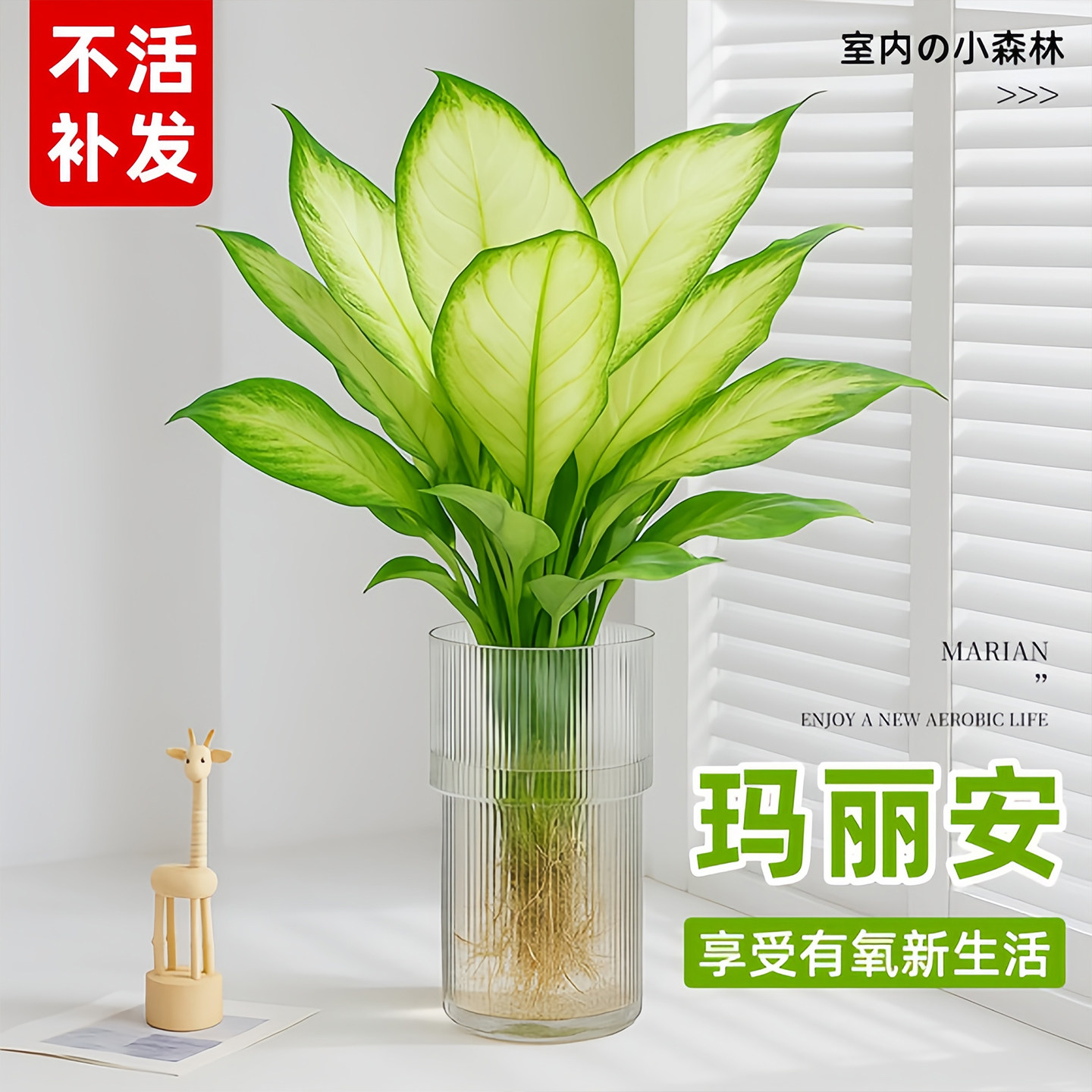 玛丽安盆栽万年青好养水培图片