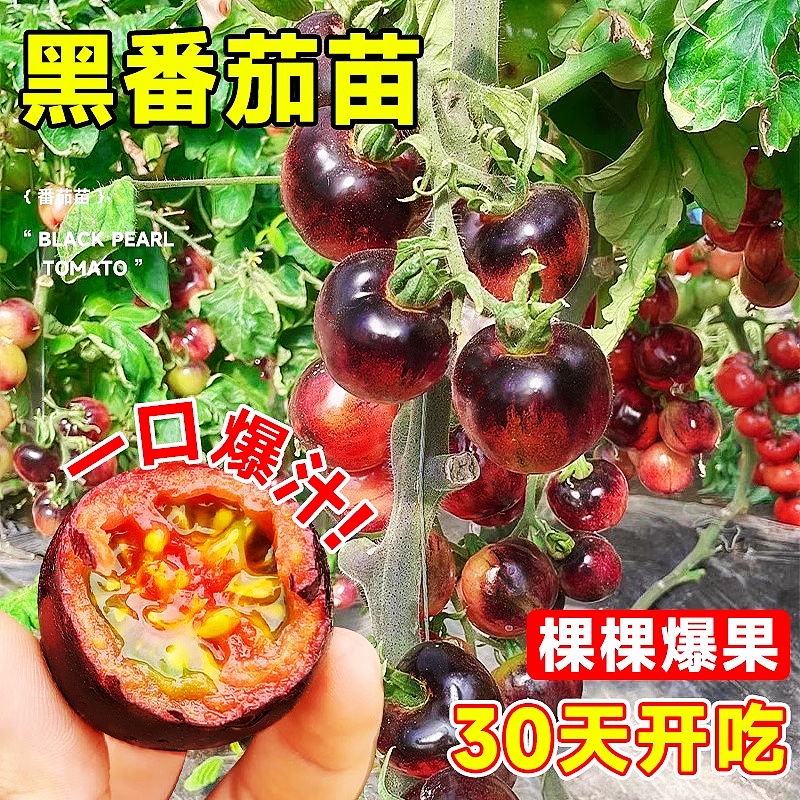 【番茄天花板】黑番茄苗超甜好养