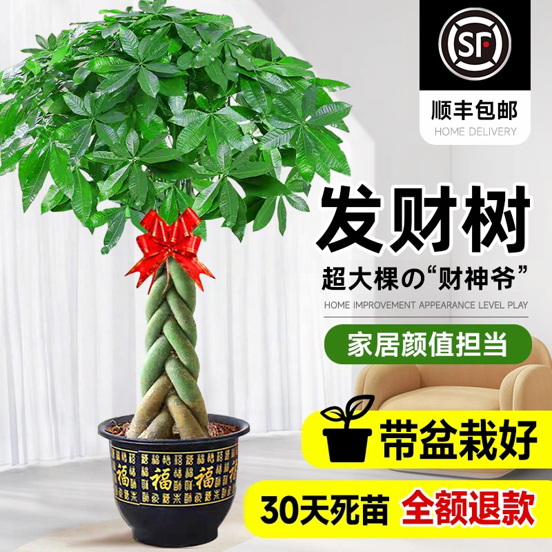 发财树盆栽大棵室内摆客厅大