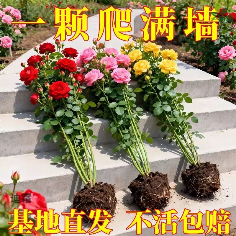 蔷薇花苗爬藤月季花卉植物盆栽特大苗室外庭院爬墙月季玫瑰花树苗