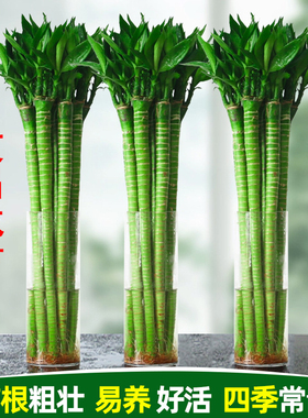龙竹水培带根文昌竹4支金榜题名富贵竹水培植物桌面绿植盆栽室内