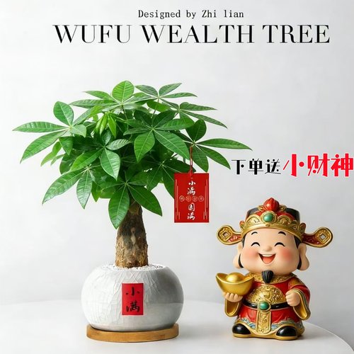 招财旺宅发财树小盆栽包成活