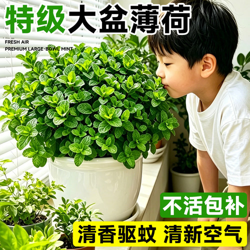【驱蚊神器】天然植物安全有效