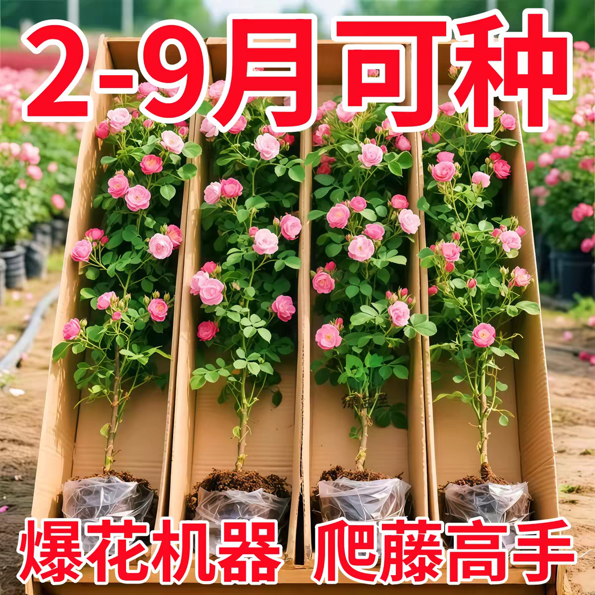 云南蔷薇花苗爬藤爬墙藤本月季耐寒耐热庭院爬墙花卉植物小苗