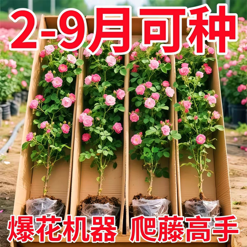 【全网热销10W+】云南蔷薇花苗