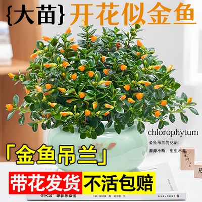 招财旺宅！金鱼吊兰盆栽年年有余