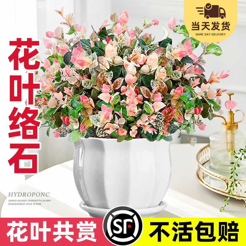 【2盆9.9】花叶络石盆栽比花还美