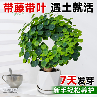 山乌龟好养易活居家百搭