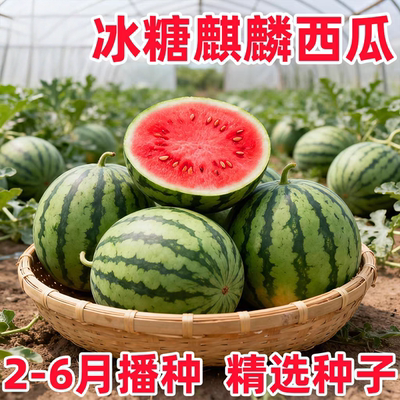 【限时4.8元起】西瓜秧盆苗种籽