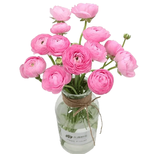 进口花毛茛种球重瓣洋牡丹盆栽带芽发货阳台多年生球根花卉种子