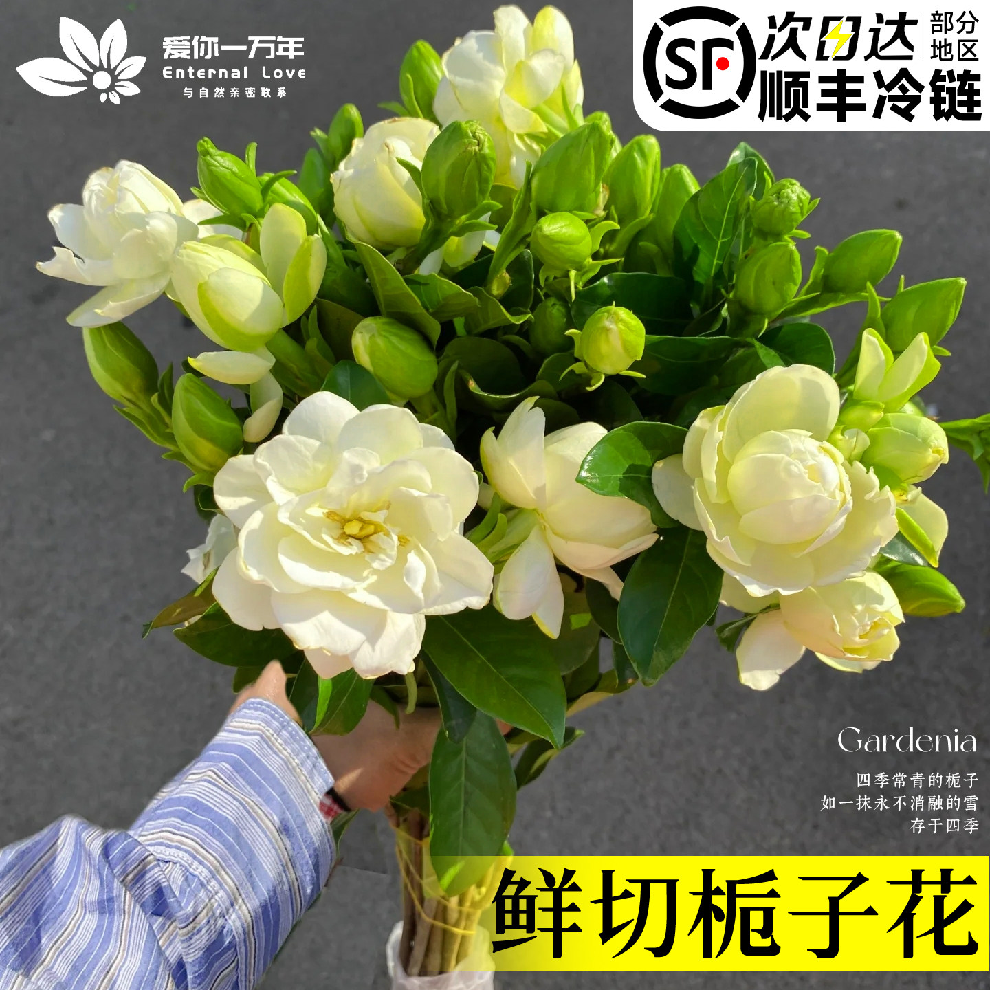 水培植物栀子花鲜切花茉莉花芍药康乃馨鲜花室内鲜花云南基地直发