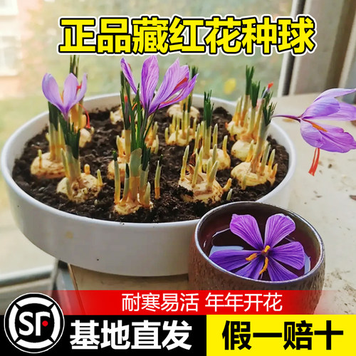 药用食藏红花大种球子籽苗西