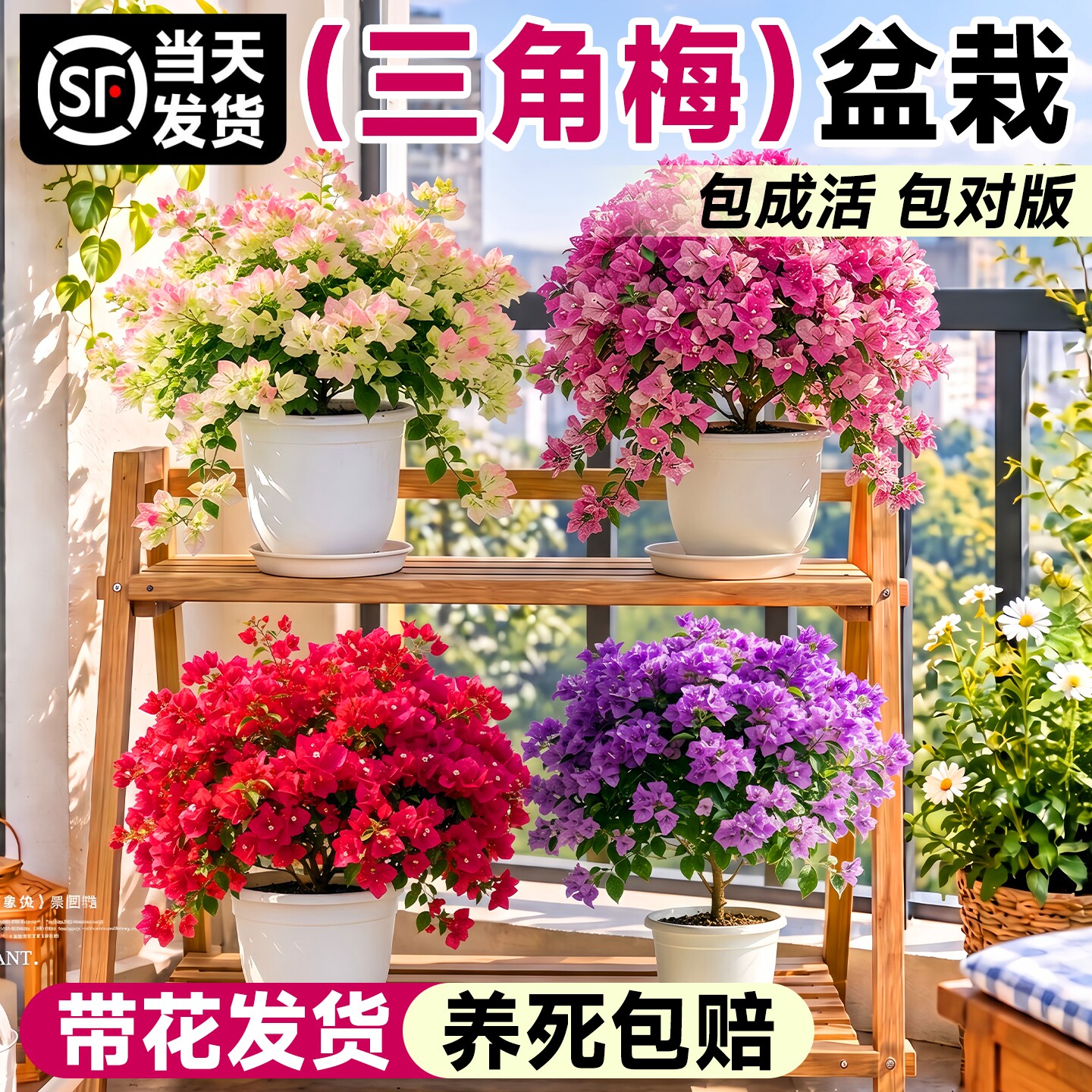 三角梅盆栽带花老桩大苗室内落地式爬藤花卉桌面绿植物四季开花