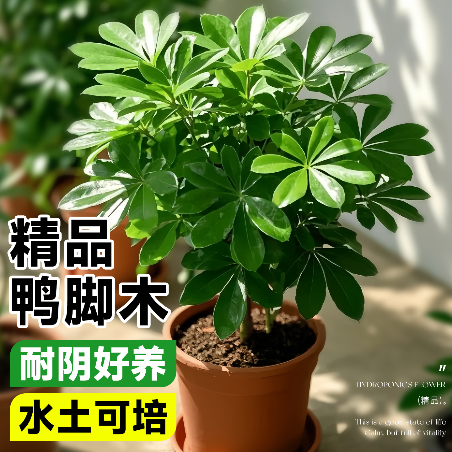 鸭脚木盆栽室内耐阴四季好养活