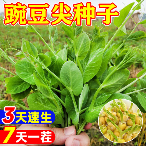 四川无须豌豆尖种子当年新种