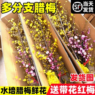 水培腊梅花鲜花干枝鲜切枝条红梅澳洲腊梅真花期超长的家用插花卉