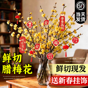 腊梅花鲜花基地直发水培植物家用插花鲜切花客厅花卉花束干枝绿植