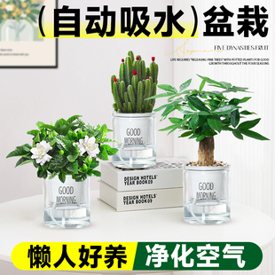绿萝箩吊兰发财树花卉盆栽小绿植办公室内多肉植物水培好养除甲醛
