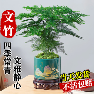 文竹小盆栽室内竹子盆景特大号老桩绿植物摆件办公室桌面四季好养