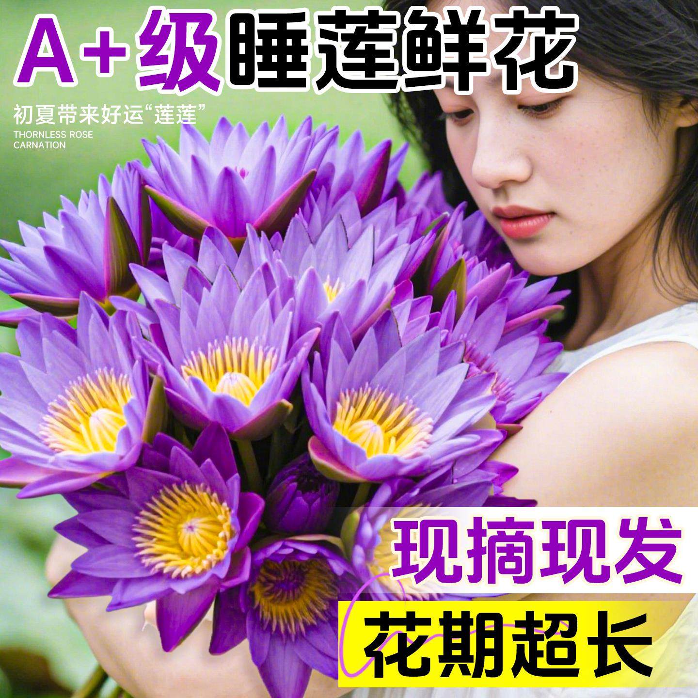 紫色睡莲鲜花云南基地直发鲜切花花束荷花莲花水培植物带花苞插花