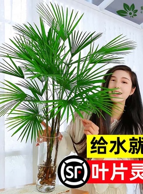 金山棕竹水培植物室内好养富贵竹子客厅招财发财竹水竹大型绿植物