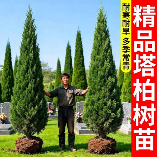 【量大优惠】松柏墓前树苗柏树坟