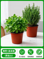 Peppermint potted edible plants, rosemary, spearmint, large seedlings, leaves, indoor desktop green plants, easy to grow throughout the four seasons thumbnail 6