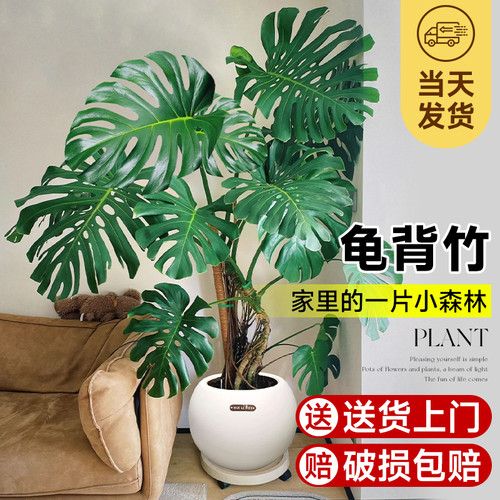 老桩龟背竹客厅大盆栽