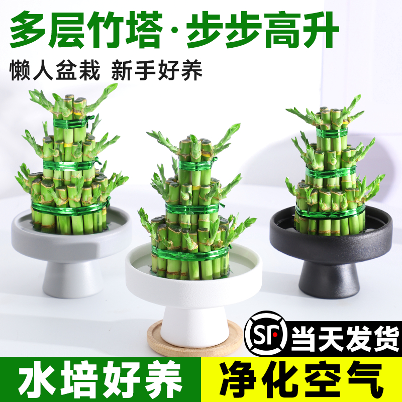 【宝塔富贵竹】时来运转好运连连