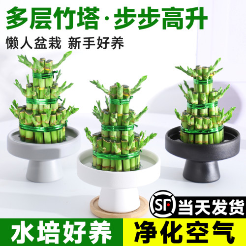 【宝塔富贵竹】时来运转好运连连