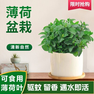 新疆包邮可食用薄荷盆栽驱蚊花草水培植物柠檬薄荷叶迷迭香提神新