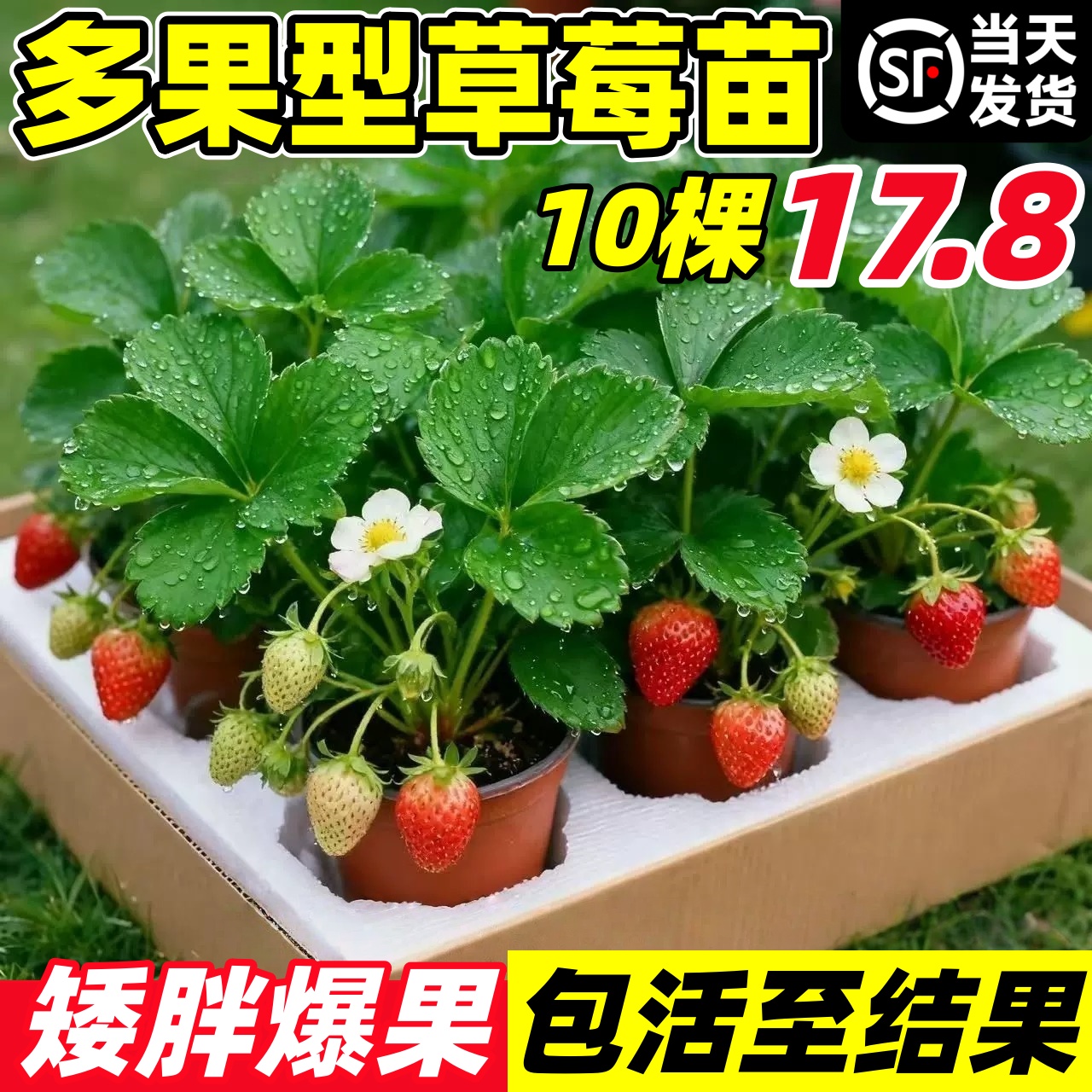 草莓苗秧盆栽奶油四季结果