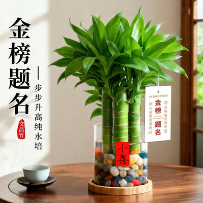 文昌竹4支金榜题名水培植物