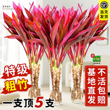 紫竹鸿运当头富贵竹水培植物粗杆带根客厅招财竹子室内好养活花卉