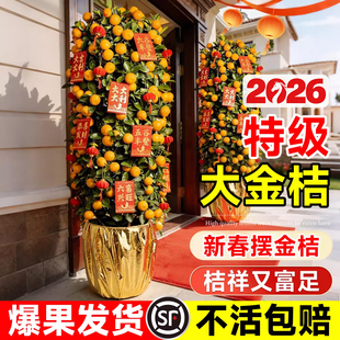 金桔树盆栽可食用带果橘子树苗室内客厅大型绿植年桔年宵花卉盆景