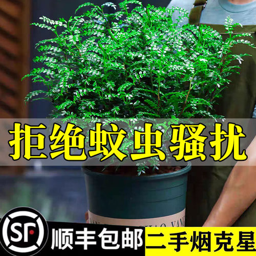 【好评20万+】正宗清香胡椒木盆