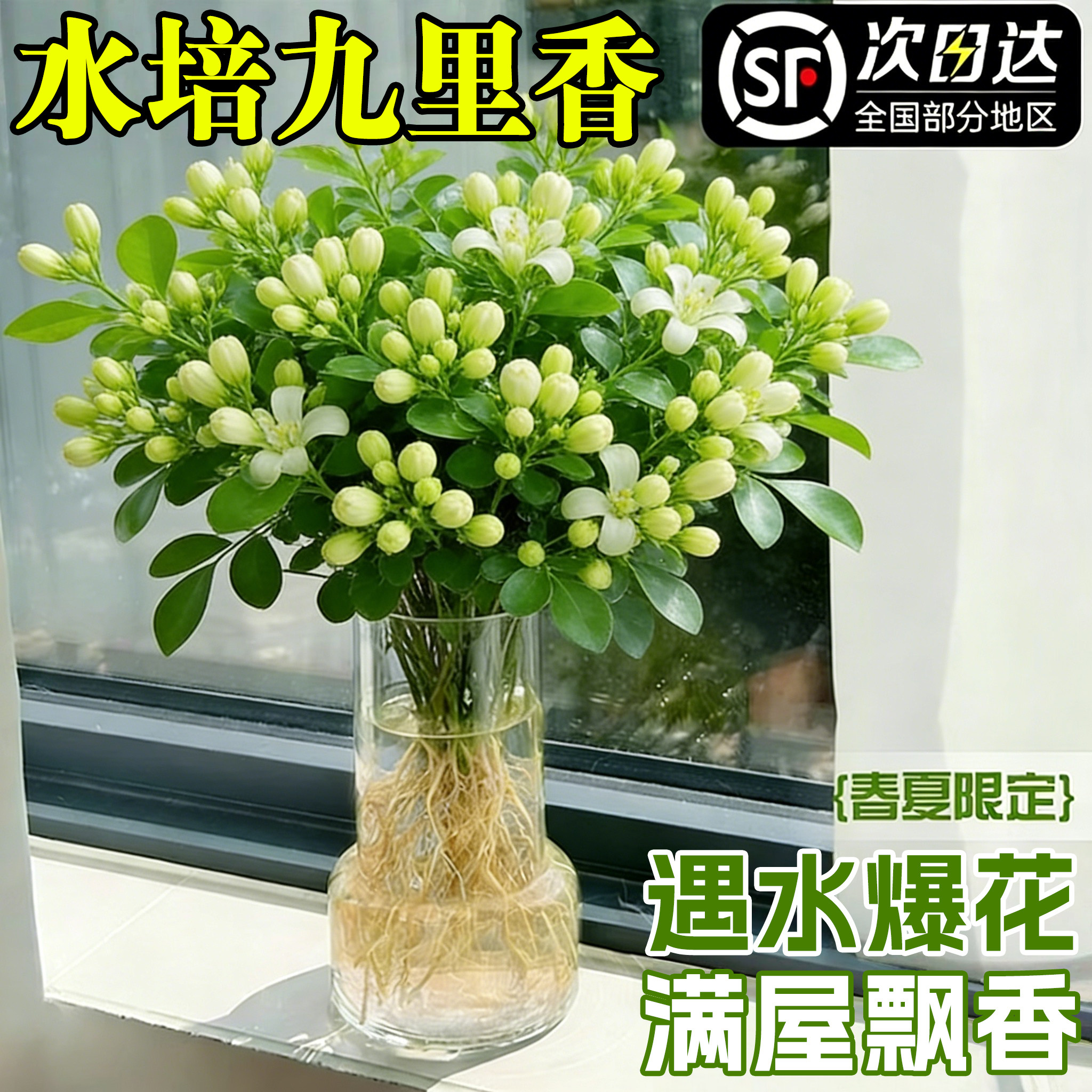水培九里香带花苞桌面盆栽驱蚊绿植物室内茉莉水养鲜花卉四季开花
