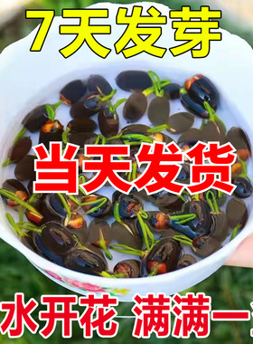 碗莲水培植物带花苞睡莲一叶莲种子室内好养四季开荷花卉盆栽水养