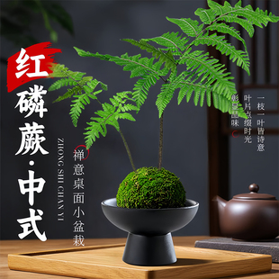 蕨类水培植物盆栽红磷蕨苔藓球一叶蕨室内耐阴新中式禅意盆景绿植