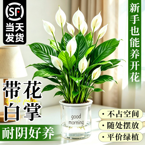 养死包赔！白掌一帆风顺水培植物