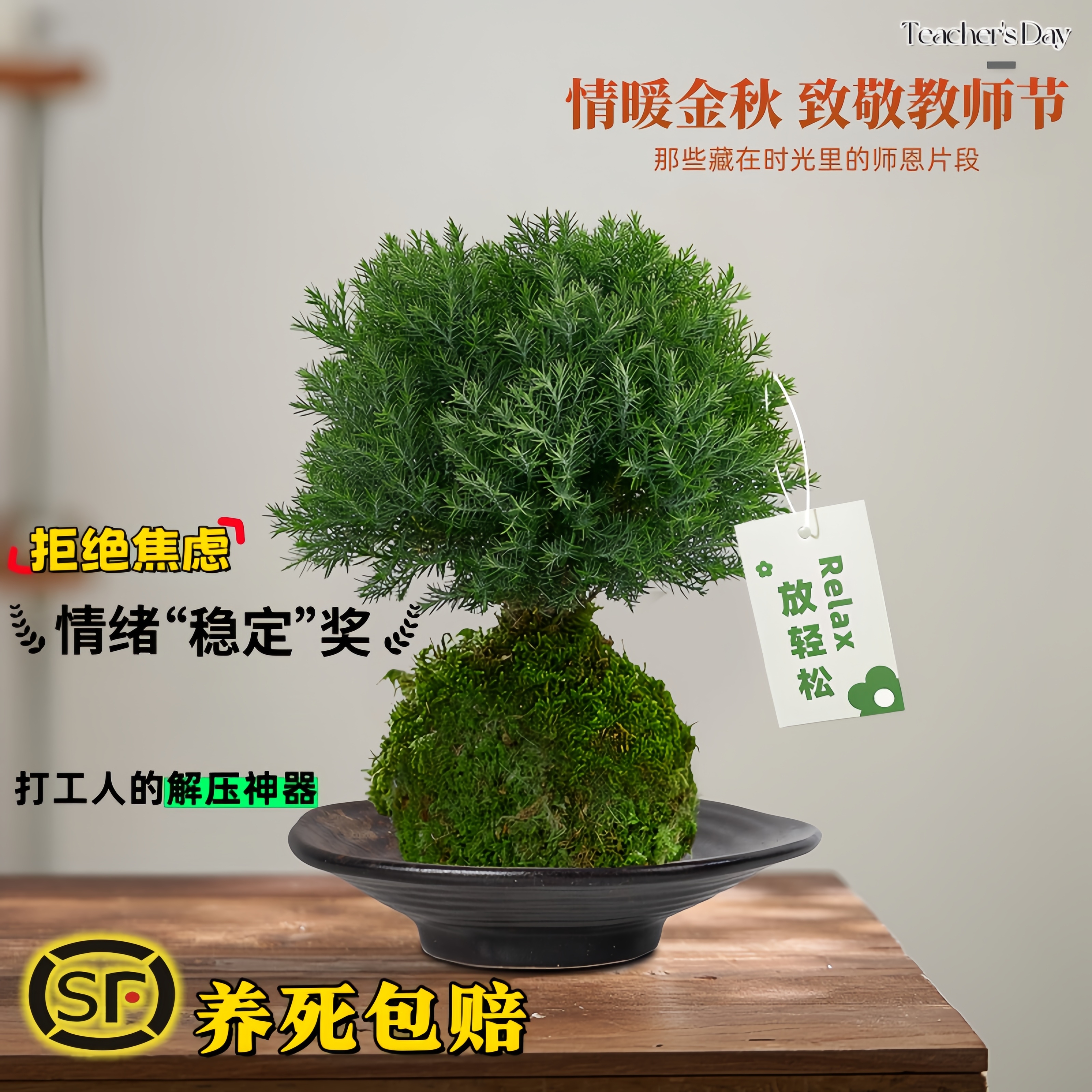 工位情绪稳定神器雾松苔藓球盆栽